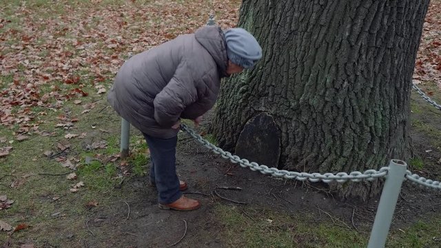 Old lady researches tree hollow in bottom of tree in park