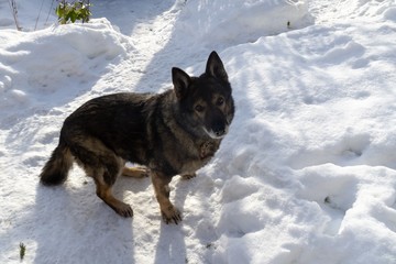 German Shepherd Dog enjoying the snow during winter. Slovakia