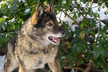 German Shepherd Dog enjoying the snow during winter. Slovakia