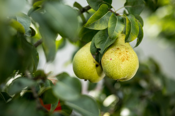 Tasty young healthy organic juicy pears hanging on a branch