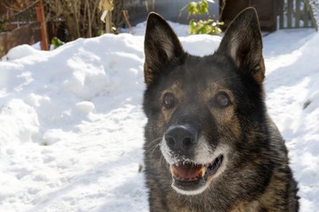 German Shepherd Dog enjoying the snow during winter. Slovakia