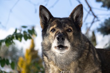 German Shepherd Dog enjoying the snow during winter. Slovakia