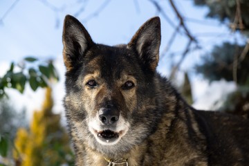 German Shepherd Dog enjoying the snow during winter. Slovakia