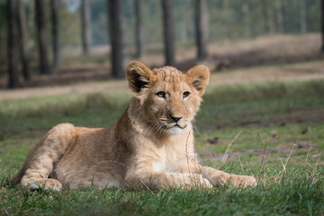 Lion cub laying on the grass