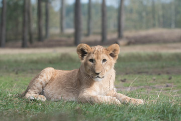 Fototapeta na wymiar Lion cub laying on the grass