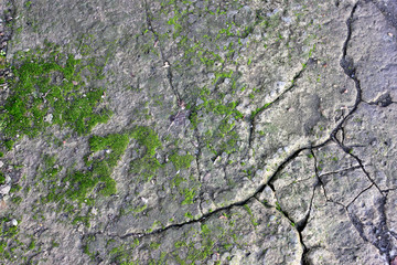 Concrete grey surface / wall, old with cracks and green moss. Background, texture.