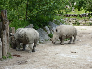 Obraz premium Nashorn