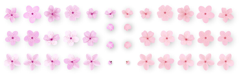 Realistic sakura or cherry blossom  Japanese Spring Flower Sakura  Pink Cherry Flower. © writerfantast