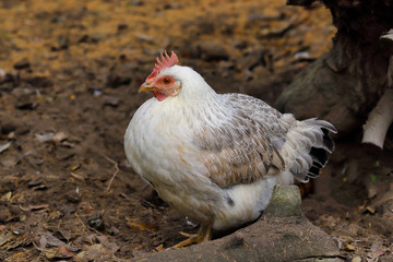 Portrait of white-grey adult hen on the farm
