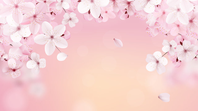 Beautiful print with blossoming light pink sakura flowers with place for text. Cherry on the background of the dawn. Vector illustration.