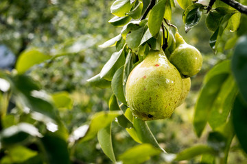 Tasty young healthy organic juicy pears hanging on a branch