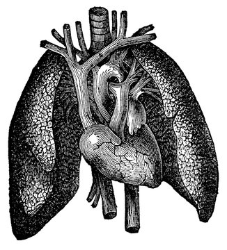Anatomical Heart and Lung Engraving