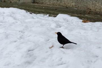 Blackbird in the snow during winter. Slovakia