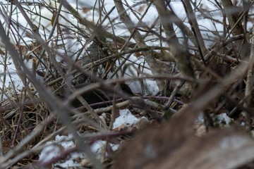 Birds in the tree during winter. Slovakia