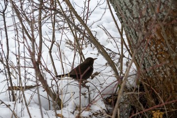 Birds in the tree during winter. Slovakia