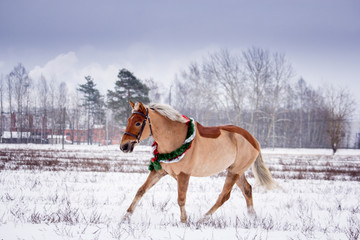 Cute palomino pony trotting in the snow