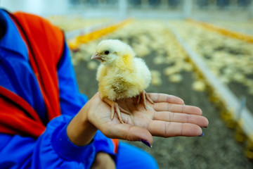 Working woman holding a newborn chick on her hands in a chicken farm with blurred background. A female cares about small animal. Close-up