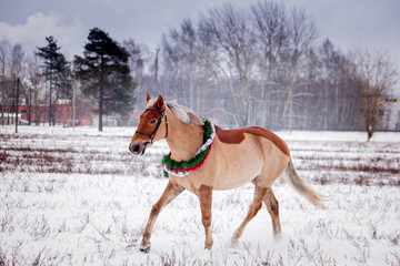 Cute palomino pony trotting in the snow