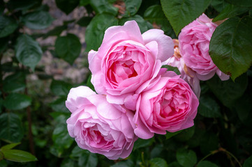 Pink roses