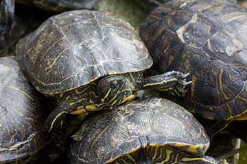 A red eared terrapin basking at San Anton Gardens Malta