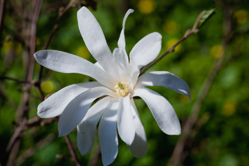 white flower