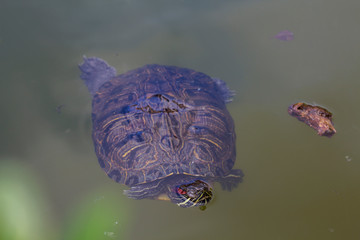 Obraz premium A red eared terrapin at San Anton Gardens Malta