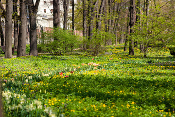 spring in the park