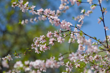 cherry flowers on sky background