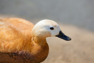 brown duck close-up