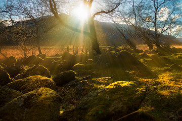 The sun is shining behind the tree. Angus, Cairngorms National Park, Scotland, UK