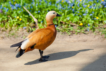 duck on grass