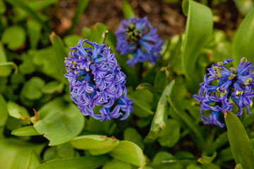 blue flowers in the garden