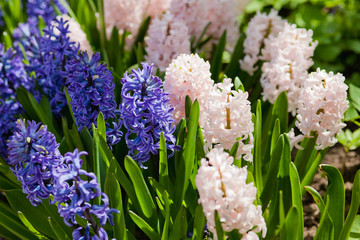 blue flowers in the garden