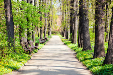 alley in the Park in spring