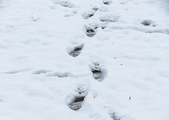 Obraz na płótnie Canvas Steps in the snow - winter background 