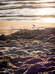 little bird on seaside