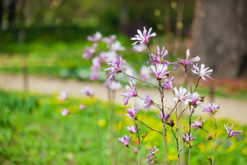 blooming Magnolia in the garden