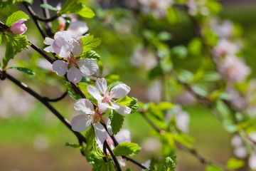 Obraz na płótnie Canvas cherry blossom branch