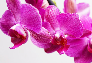 Beautiful pink orchid flower 