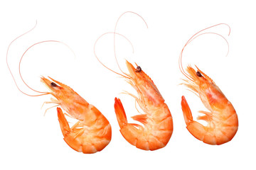 shrimps isolated on a white background. top view