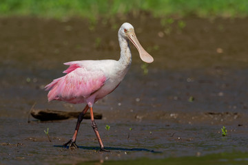 Roseate Spoonbill - Platalea ajaja gregarious wading bird of the ibis and spoonbill family, Threskiornithidae
