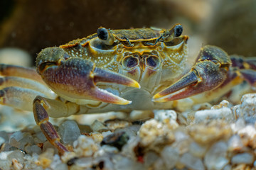 Freshwater Crab - Potamon fluviatile living in wooded streams, rivers and lakes