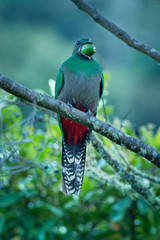 Quetzal - Pharomachrus mocinno - female bird in the trogon family. It is found from Chiapas, Mexico to western Panama