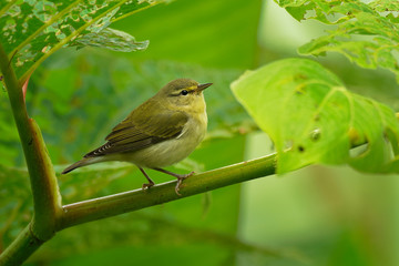 Tennessee Warbler - Leiothlypis (Oreothlypis) peregrina  New World warbler