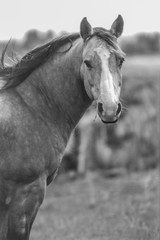 Monochrome Horse