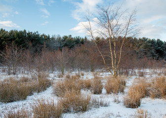 Naklejka na ściany i meble Winter landscape. Snow covered woodland and meadow.