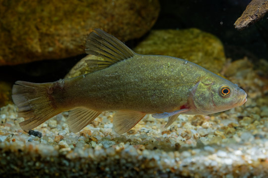  Doctor fish (Tinca tinca) captured under water. Tench with brown leaves on the bottom and dark green background