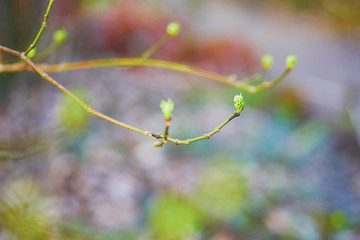 First leaves growing on a branch