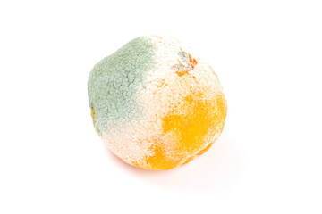 Rotting orange on a white background. Orange ftuit with a mold isolated. Spoiled citrus. Expired fruit. Unhealthy food