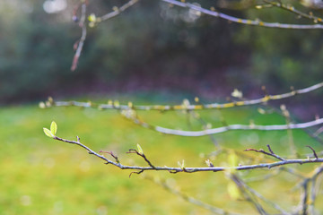 First leaves growing on a branch